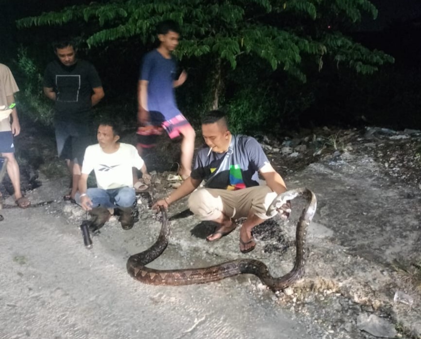 Penemuan Ular Piton Bertelur di Jalan Kinari 1, Lolong Belanti, Padang, Ditangkap oleh KRAP Evo
