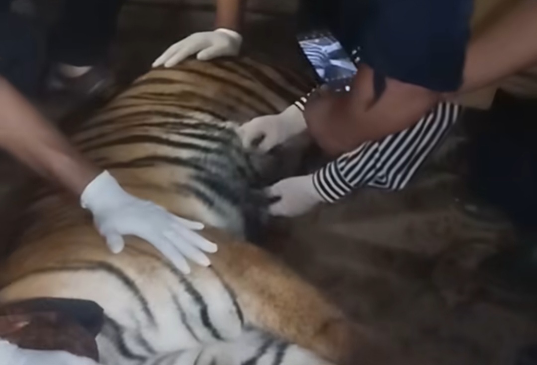 Harimau Sumatera yang Ditangkap di Solok Tiba di TMSBK Bukittinggi untuk Observasi