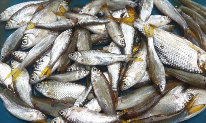 Ikan Bilih – Harta Karun Kecil dari Danau Singkarak