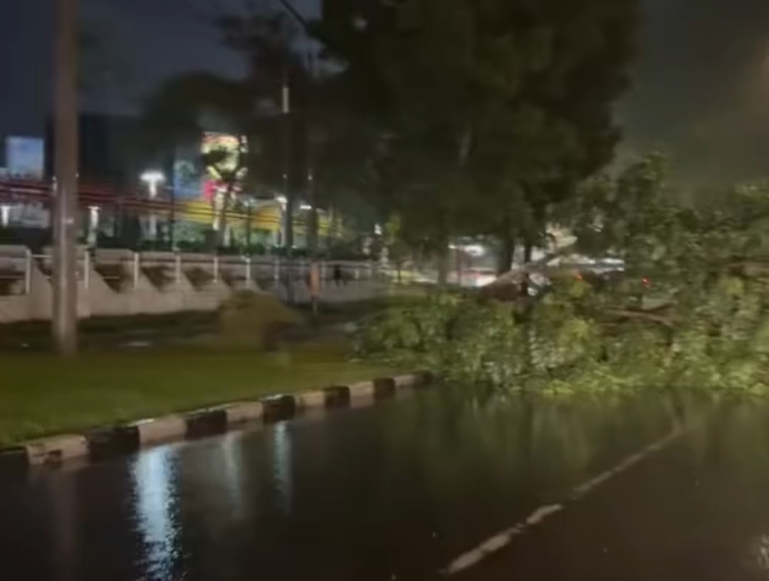 Hujan Lebat dan Angin Kencang Sebabkan Pohon Tumbang di Padang, Akses Jalan Terhambat