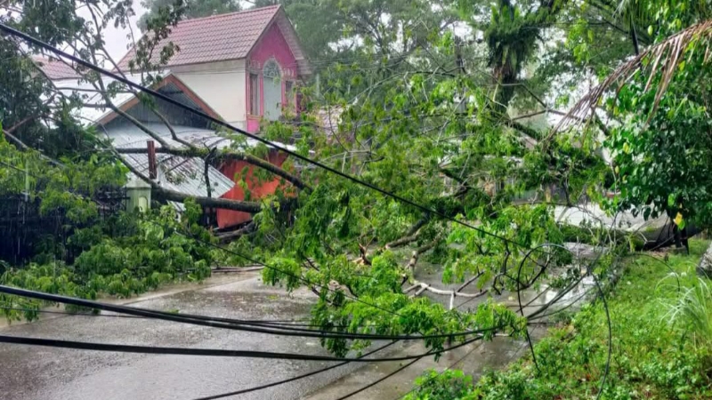 Pohon Tumbang di Jalan Bhayangkara Simpang Brimob Padang, Sempat Terjadi Ledakan Trafo Listrik